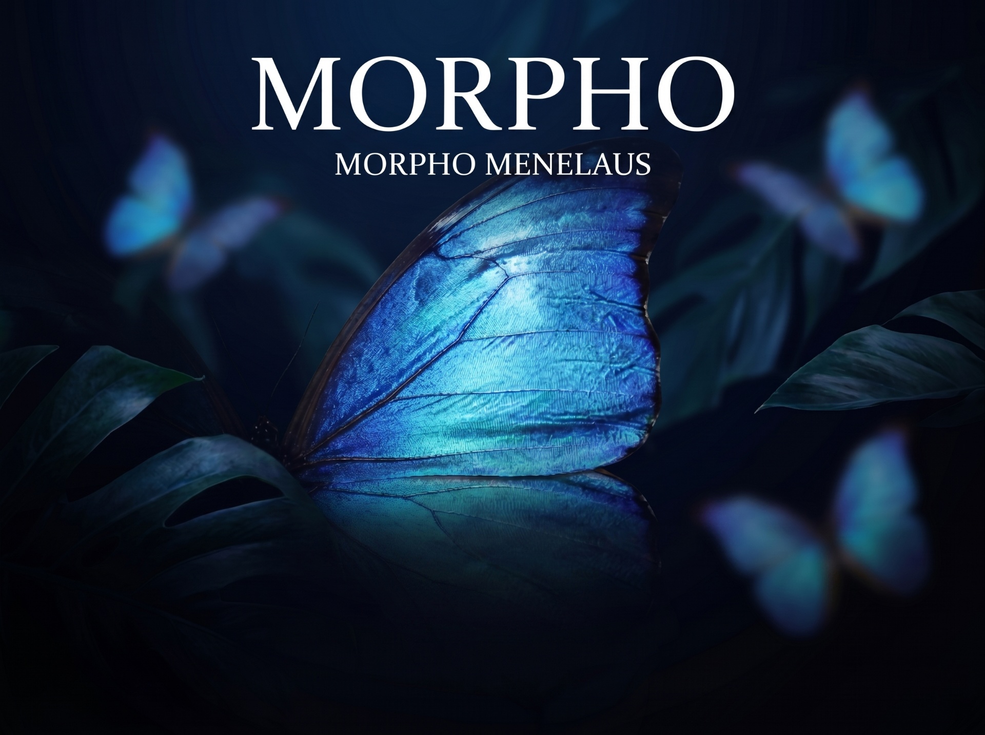 Great Blue Morpho butterfly series